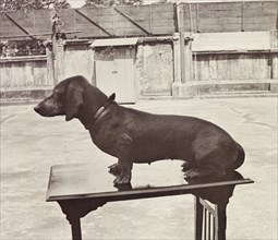 Hunden the prize-winning dachshund. Hunden the prize-winning dachshund poses on a judging table at