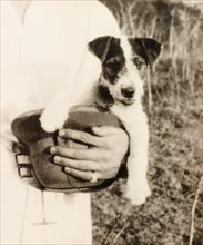 Dog in a solatopi. A Jack Russell Terrier, George, sits in his owner's solatopi hat during a picnic