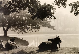 Cattle in the Maidan, Calcutta. Cattle rest under the shade of a tree on a water bank in the