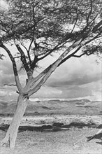 Rift Valley mountain range. An acacia tree frames a range of distant mountains at a camp site in