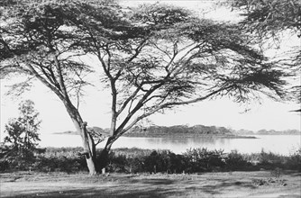 Flame tree at Lake Naivasha. A large flame tree grows on the banks of Lake Naivasha. Near Naivasha,