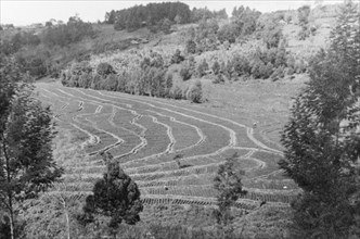 A field terraced by the Soil Conservation Service. A field is divided into narrow, contoured
