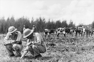 Disc ploughing at Njoro. Two European men crouch down to examine a furrow of earth made by disc