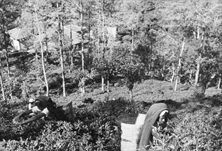 Tea picking in Ceylon. Women pick tea at a plantation in the mountains. Below them, through the