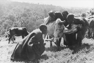 Restraining an ox to draw blood. Three Kikuyu men restrain an ox with a tourniquet around its neck,