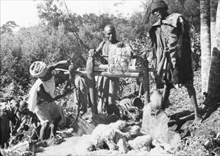 Pressing sugar cane to make beer. Kikuyu men press sugar cane to make beer. The juice is collected