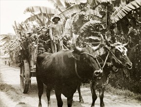 Transporting bananas. A cattle-drawn cart is used to transport hands of bananas from a plantation