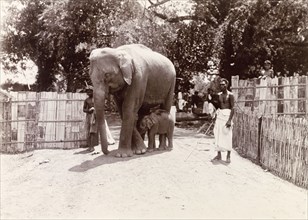 Mother and baby elephant, Edakkara. Mahouts (elephant handlers) lead a mother elephant and her baby