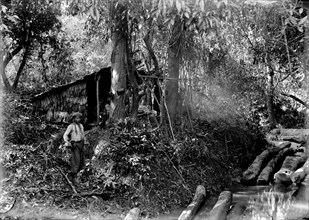 Logging in Burma. A Burmese woodcutter stands in a forest clearing beside a pile of felled trees.