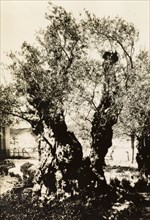 Olive tree in the Gardens of Gethsemane. View of an olive tree (Olea europaea) in the Gardens of