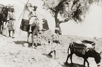 Train of pack animals, Palestine. Arab men lead a train of pack animals past a windmill and down a