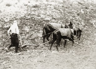 Ploughing the land, Palestine. An Arab farm worker tills the land using a plough pulled by two