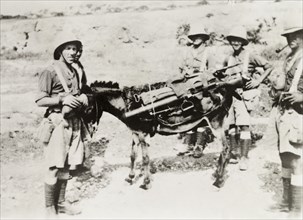 A military pack donkey, Palestine. British soldiers travel along a rural road with a heavily laden