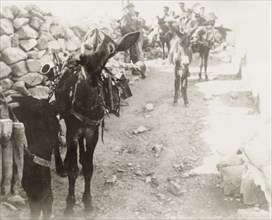 A military pack donkey, Palestine. A heavily laden pack donkey carries British military supplies