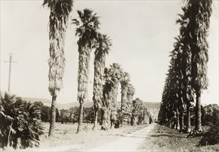 Avenue of palm trees at Degania. View along a road lined with palm trees at Degania, the first