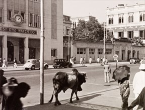 A cow in Calcutta. A cow wanders amidst pedestrians on a city street in Calcutta. Calcutta