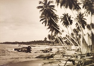 Beach at Mount Lavinia. Small fishing boats sit beneath palm trees on a sandy beach at Mount