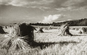 Stooks in an English wheat field. A farmer's field in Jevington, dotted with stooks of wheat