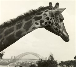A giraffe at Taronga Zoo. A giraffe at Taronga Zoo looks out over the city towards Sydney Harbour