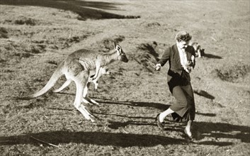 Feeding kangaroos can be dangerous'. A European women is chased by two hungry kangaroos in Taronga