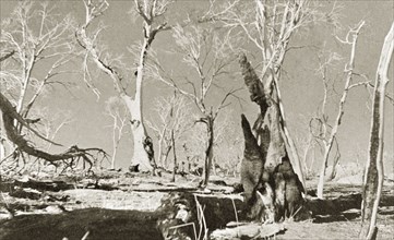 Eucalyptuses after a bushfire, Australia. The skeletal remains of a cluster of eucalyptus or gum
