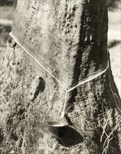 A tree trunk tapped for latex, British Malaya. The trunk of a Para rubber tree (Hevea brasiliensis)