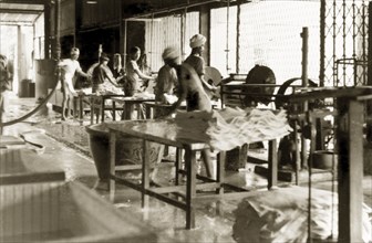 Interior of a rubber factory, British Malaya. Factory workers operate machinery to produce sheets