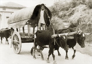 Driving a wagon to market, Darjeeling. A man drives a cattle-drawn wagon to market. Darjeeling,