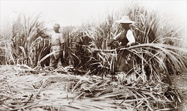 Sugar cane cutters, Jamaica. Two Jamaican labourers use machetes to harvest sugar cane at a