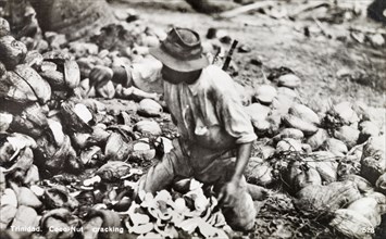 Cracking open cocontus, Trinidad. A labourer kneels amidst a pile of coconut shells as he cracks