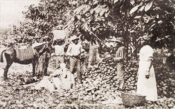 Harvesting cocoa pods, Trinidad. A group of Trinidadian labourers work beside a large pile of