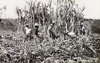 Harvesting sugar cane, Dominican Republic. A team of labourers harvest sugar cane crops at the