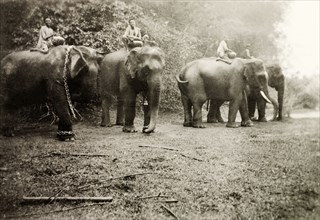 Elephants at a coffee estate. Four elephants and their mahouts (elephant handlers) stand in a line