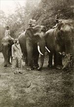 Elephants at a coffee estate. Mahouts (elephant handlers) ride elephants through a clearing at the