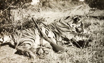 Carcass of an adult Bengal tiger. The carcass of an adult Bengal tiger (Panthera tigris tigris) is
