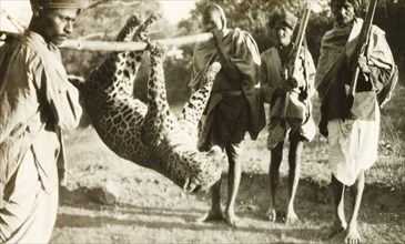 Indian guides carrying leopard carcass. Two Indian guides or 'shikaris' (professional hunters)
