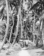A coconut grove on Naviti. Four men walk along a sandy track through a grove of coconut palms on