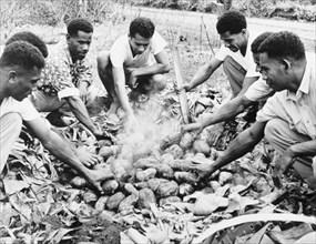 Cooking sweet potatoes in a 'lovo'. A group of men prepare for a feast by packing sweet potatoes