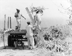 Sugar cane harvest, Barbados. Three men harvest sugar cane at a plantation, cutting the crop into