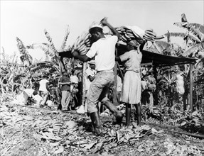 Banana weighing station, St Lucia. Male and female labourers carry large hands of bananas on their