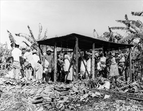 Banana weighing station, St Lucia. Hands of bananas are weighed at a plantation weighing station.