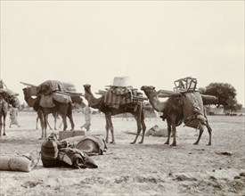 A train of camels. A train of saddled camels, laden with sacks, wooden poles and bundles of cloth.