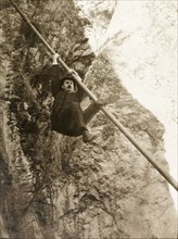 Monkeying around, California. A Frenchman, Mr Fisher, attempts to climb a pipe during an excursion