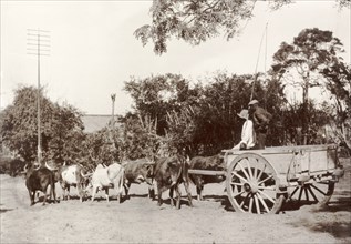 A bullock-drawn cart, Durban. A team of bullocks pull a two-wheeled cart along a rural road.