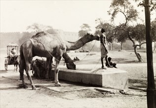 Camels drinking from a trough, Agra. An Indian man stands by a water trough outside the walls of