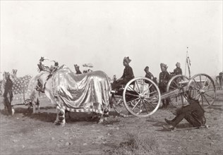Baroda state gun at Coronation Durbar, 1903. A yak decorated in a gold cloak and adorned with