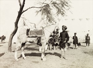The Maharajah of Patiala's horse. An Indian servant attends to the Maharajah of Patiala's horse at