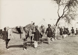 Caparisoned horses at Coronation Durbar, 1903. Caparisoned horses belonging to the Maharajah of