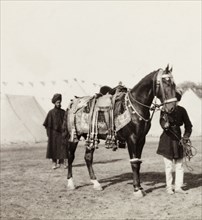 Caparisoned horse at Coronation Durbar, 1903. Indian servants attend to a caparisoned horse