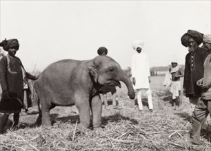 Baby elephant at Coronation Durbar, 1903. An eight month old elephant with its handlers at the